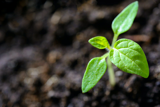 What Does Holistic Assessment Mean for Future Learning?