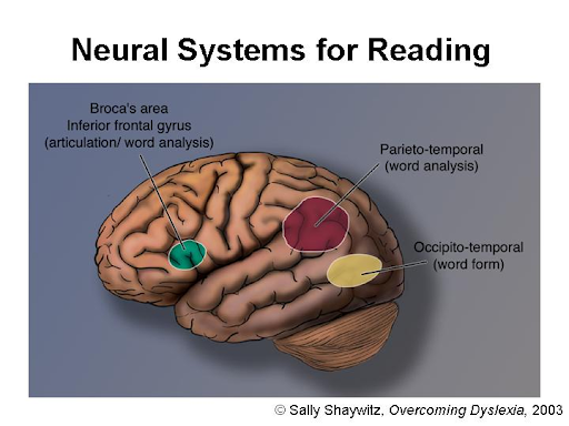 Neural Systems for Reading